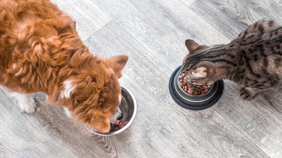 above view of a red dog and tabby cat eating AAFCO-approved food from metal bowls